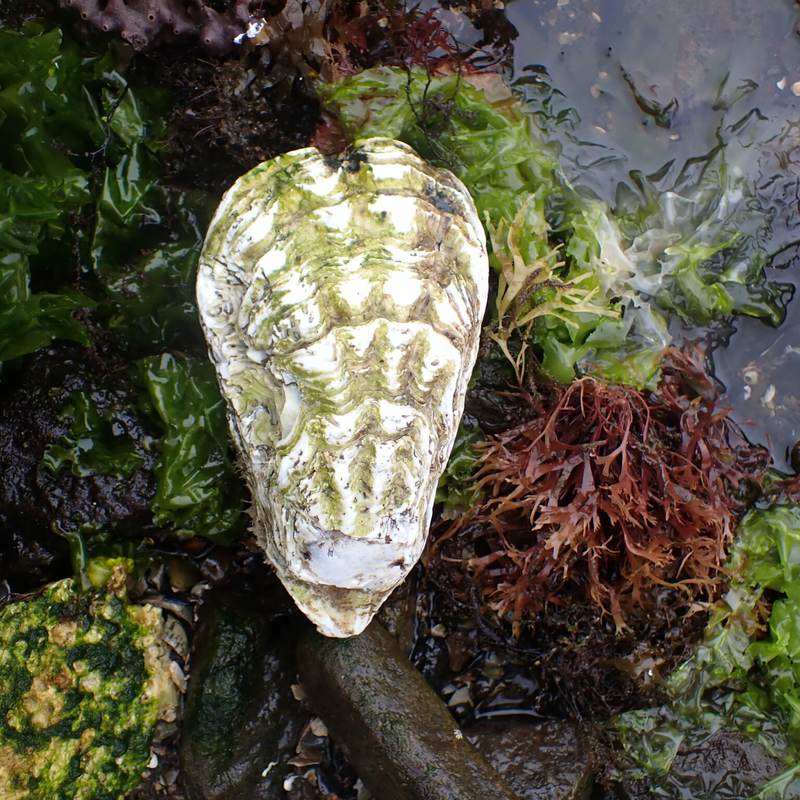 A wild Pacific oyster (Crassostrea gigas) among green and red seaweed on the shore at Hobart, Tasmania