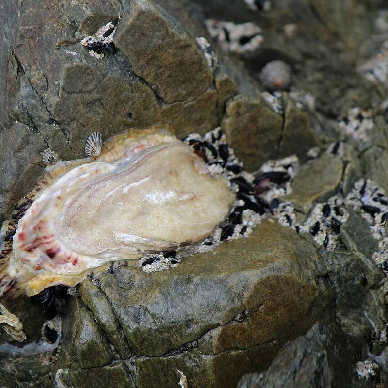 An opened Pacific oyster shell (Crassostrea gigas) on dark rocks in north-east Tasmania