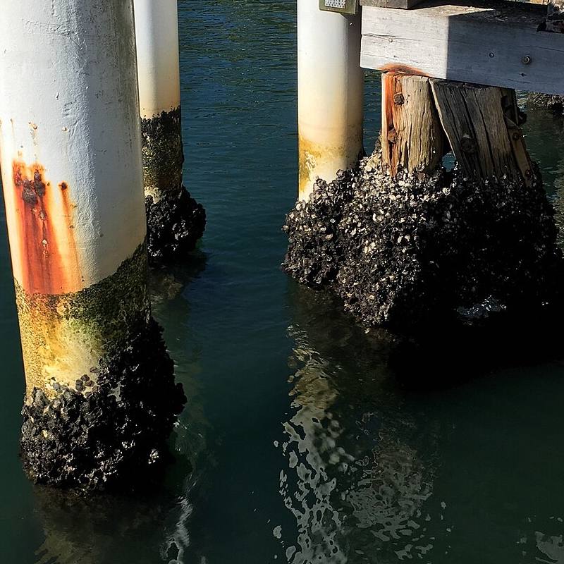 Sydney rock oysters (Saccostrea glomerata) clustered on wharf piles at low tide, Mosman, Sydney Harbour