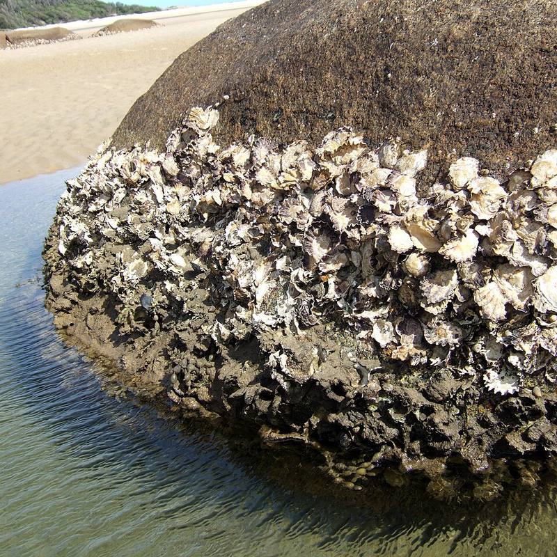 A boulder covered in Sydney rock oysters (Saccostrea glomerata) at the water's edge, Wingan Inlet, Victoria