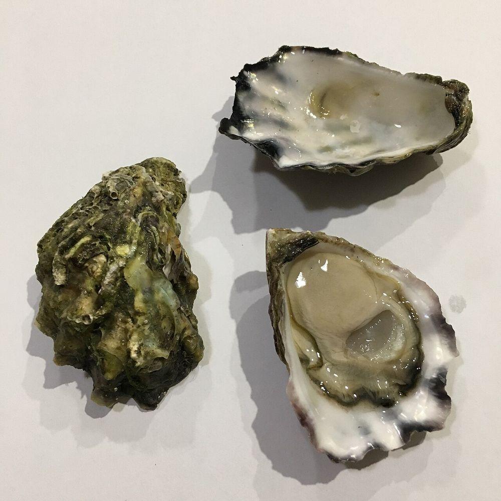 A Sydney rock oyster on the half shell beside two empty shells